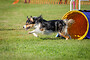 Agility fees October  MONDAY Groups