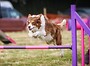 Agility fees October   WEDNESDAY groups