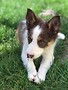 121 puppy course